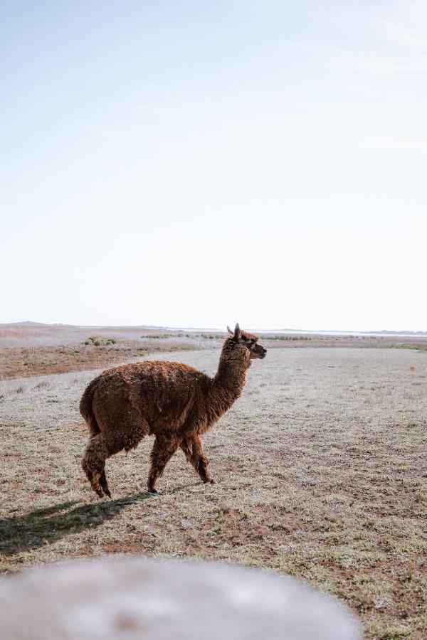 Coorong Island Retreat - Farm Stay At Pet Friendly Property Meningie Екстериор снимка